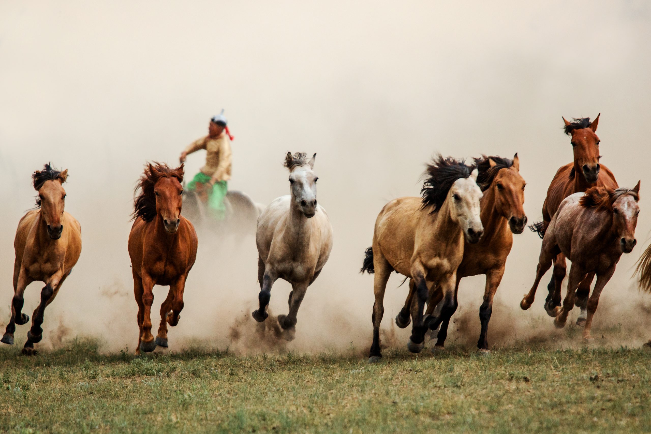 Mongolian Horses in the steppes of Mongolia