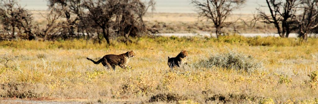 Cheetah, Etosha National Park,Namibia