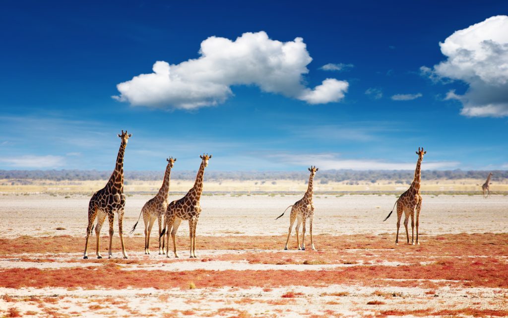 Herd of Giraffes, Etosha National Park, Namibia