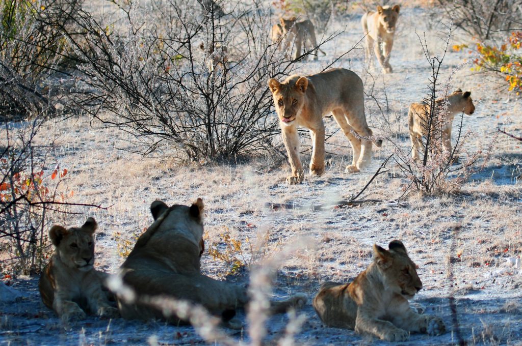 Lion, Etosha National Park