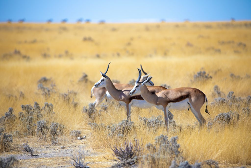 Springbok, Etosha National Park