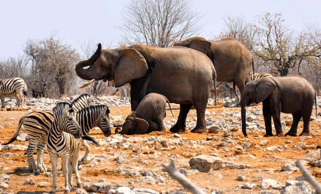 Wildlife, Etosha National Park, Namibia