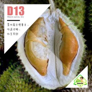 D13 Whole Durian Set