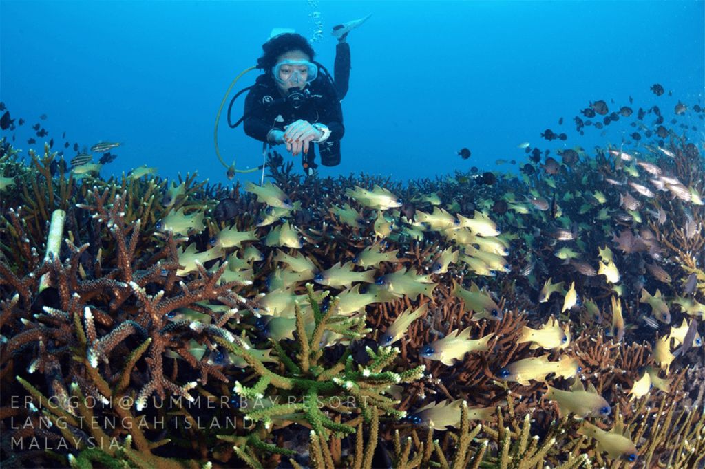 diving_lang_tengah_07-1024×682